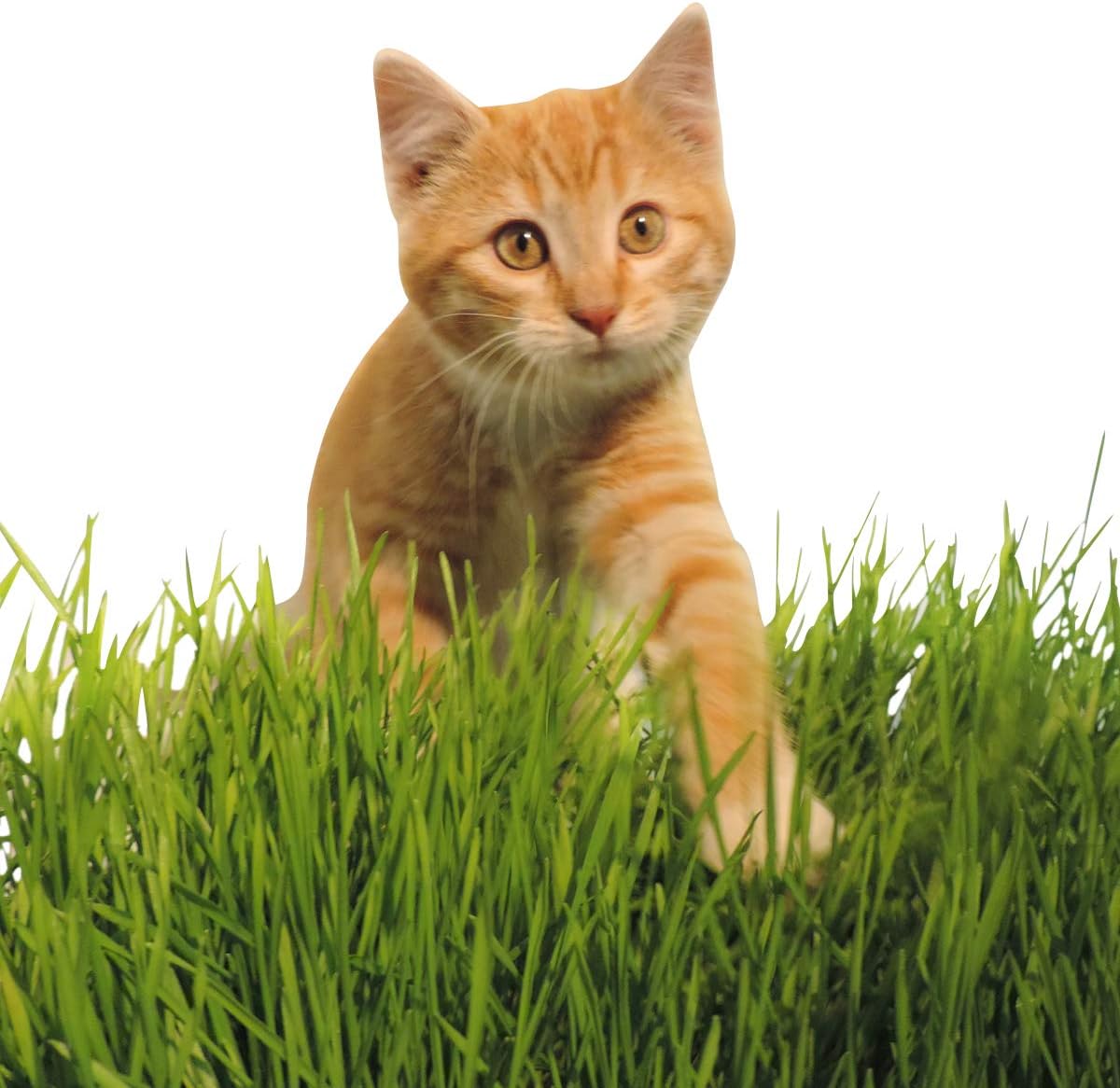 Semilla de trigo prémium sin OMG, semillas de hierba de gato, pasto de trigo, trigo rojo duro de invierno (10 libras)