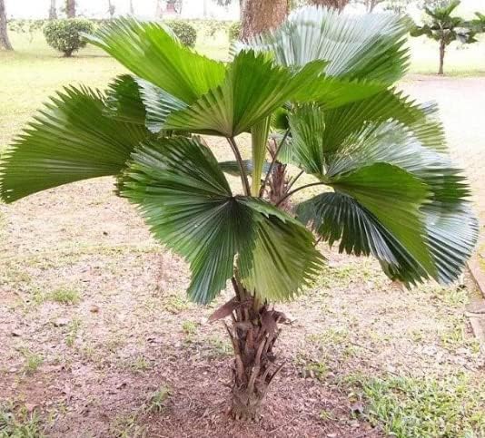 Licuala grandis Vanuatu Fan Palm, Palma Abanico Volante, Palas Palm 20 – 150 Semillas (40)