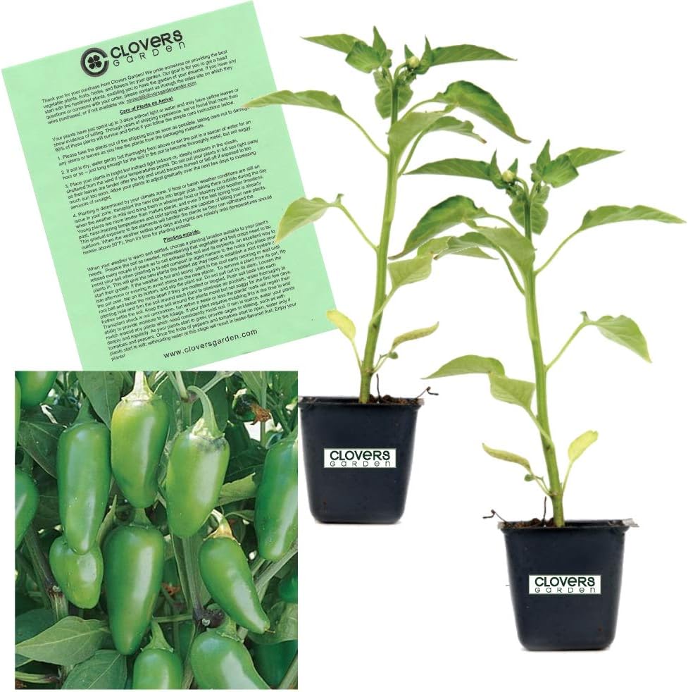 Clovers Garden Plantas de pimiento jalapeño suave, dos (2) plantas vivas, sin OMG, sin semillas, cada una de 4 a 8 pulgadas de alto en macetas de 4