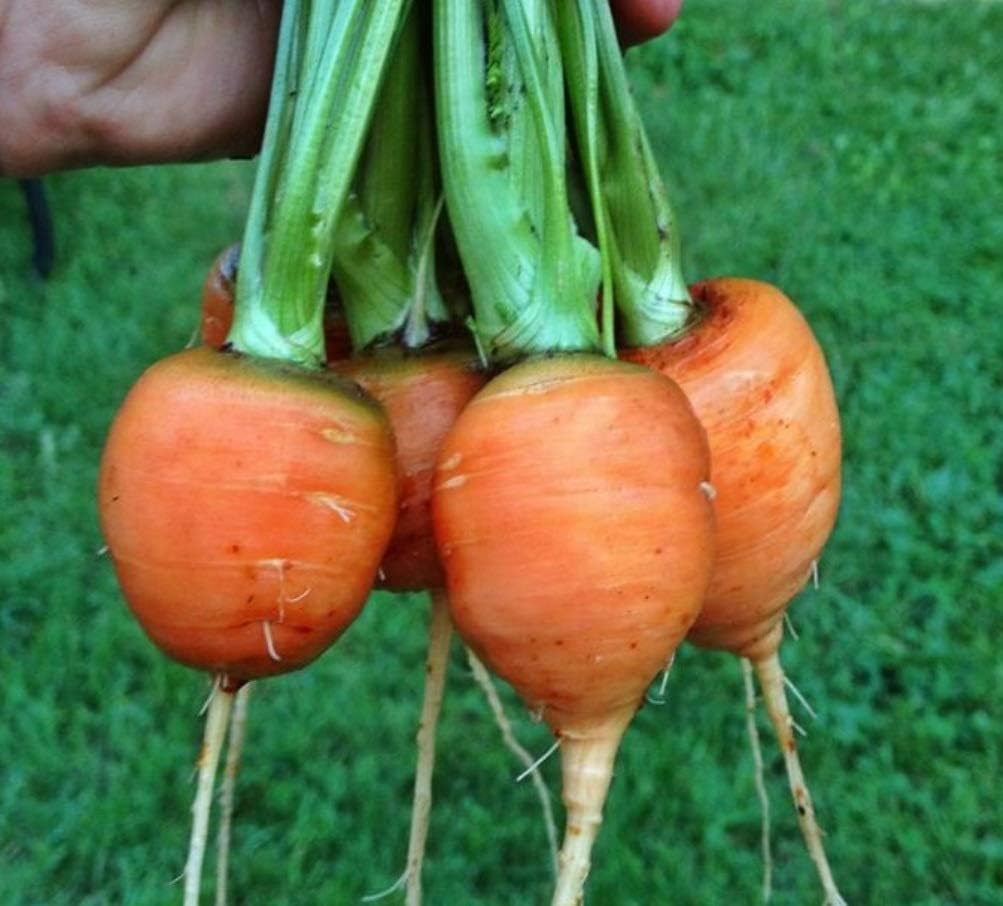 Semillas Sweet Zanahoria Mercado París Rojo Vegetal Heirloom para plantar sin OMG – 1000 semillas