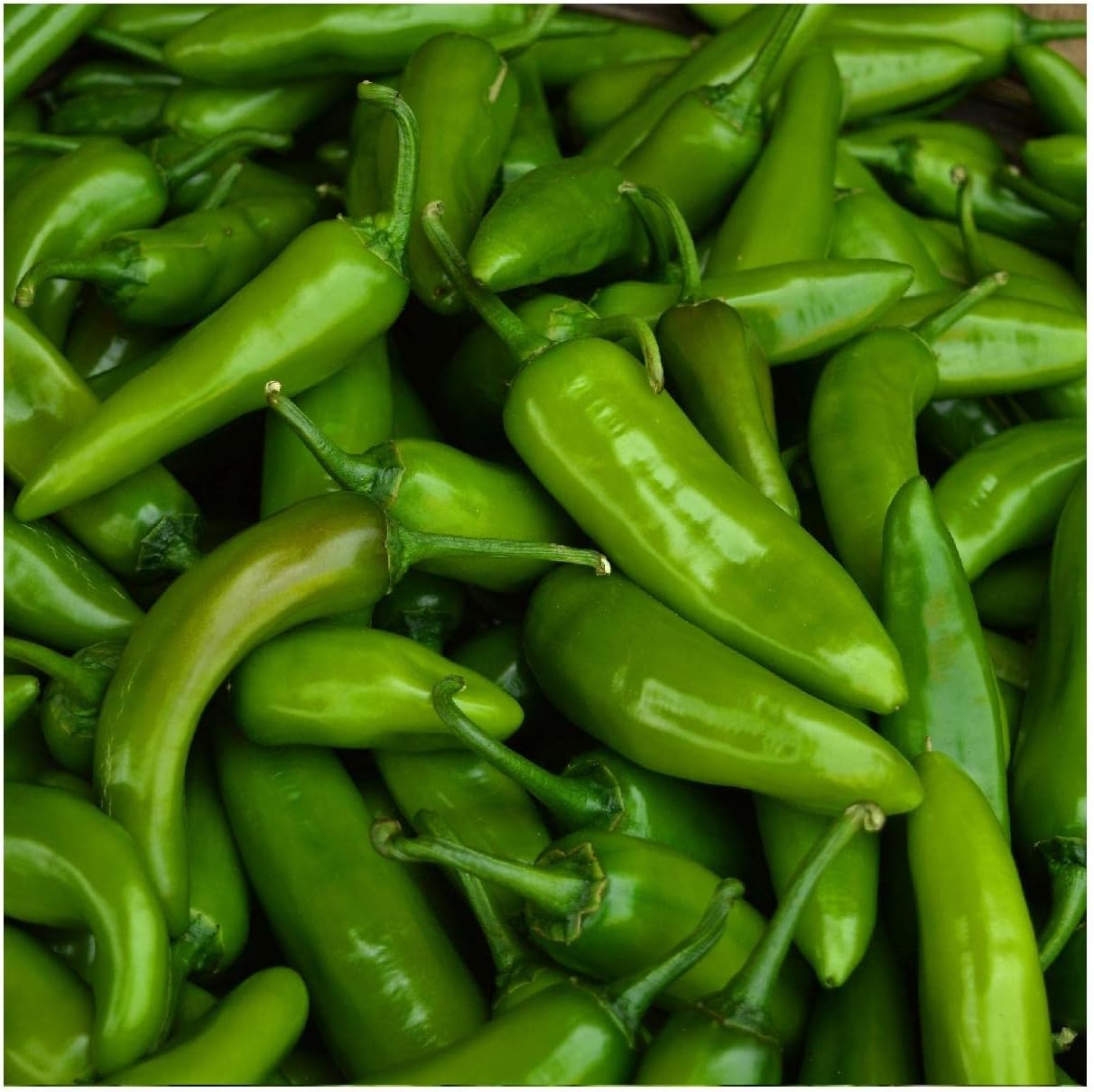 Everwilde Farms – 25 semillas de pimiento picante de jalapeño orgánico – Paquete Gold Vault