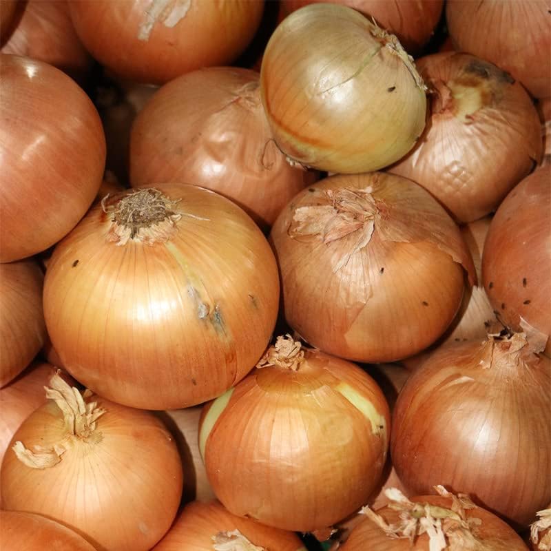 Onion-Texas Early Grano 502 (250 semillas)