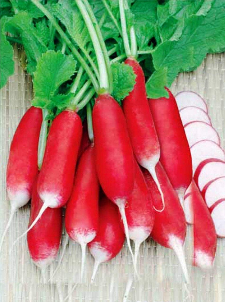Semillas de Rábano Francés Vegetal 18 Días Temprano Rojo Heirloom – 300 Semillas