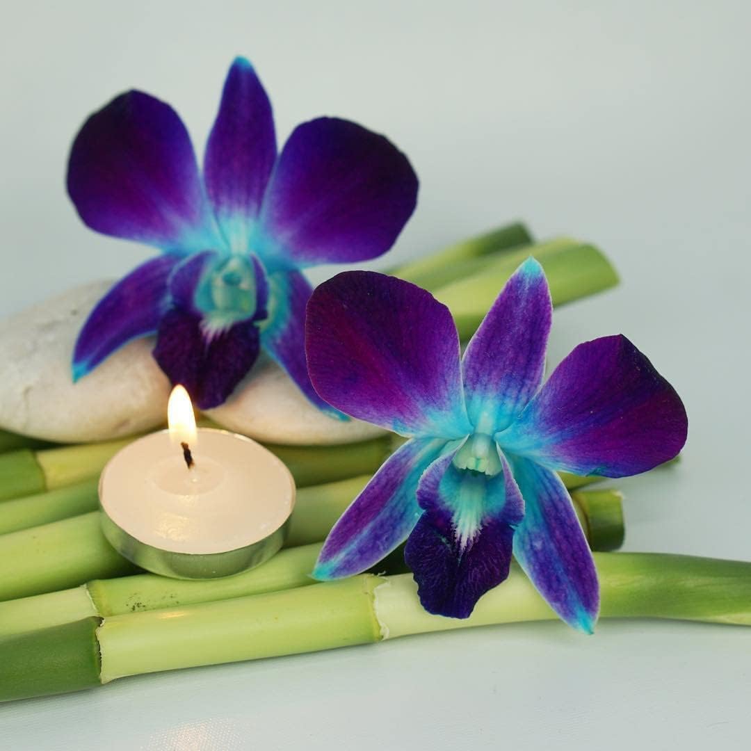 Miami Fresh Orchid Flower OrchidClub USA Sunne Tropical Loose Bloom DIY Lei, decoración de alimentos y bebidas (50 azul)