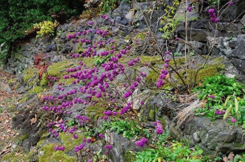 Callicarpa Americana Beautyberry Exótico Florida Native Fruit Bird Seed 30 Semillas