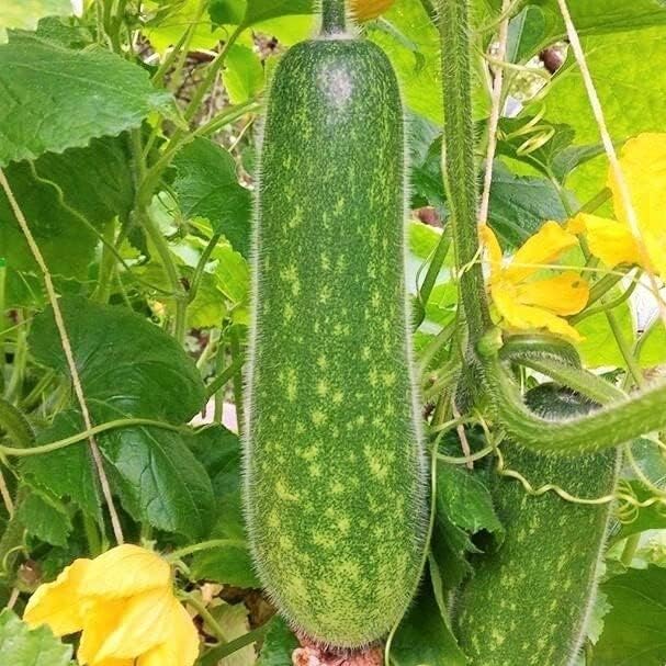 Fuzzy Star – Semillas de melón difusas – Paquete de 20 unidades – para 2024 semillas de verduras de ceniza de invierno Chi Qua Mo Gwa