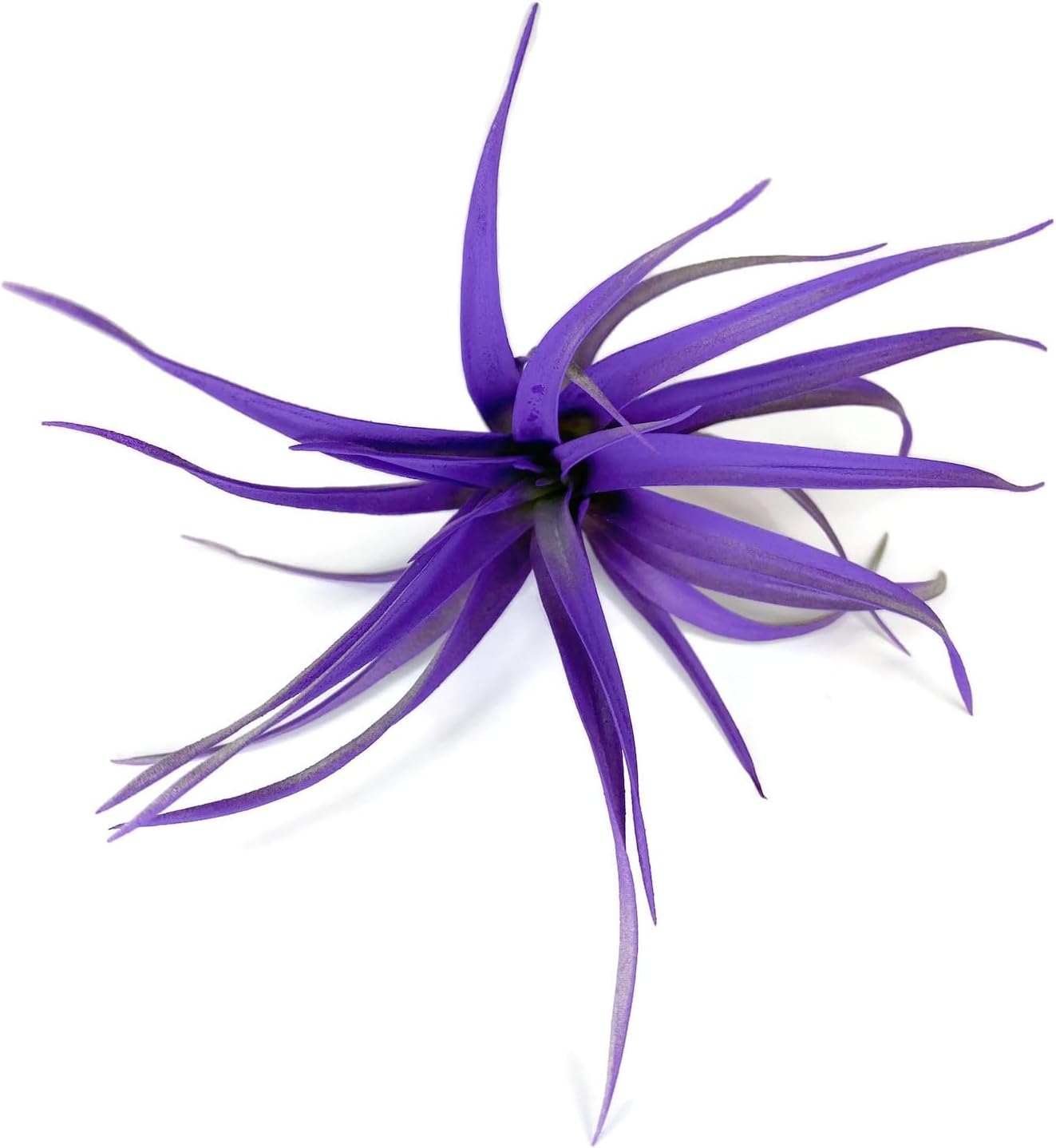 Planta de aire Capitata coloreada, planta de aire Tillandsia, planta de aire, purificación de aire, planta de casa, decoración y regalo para el
