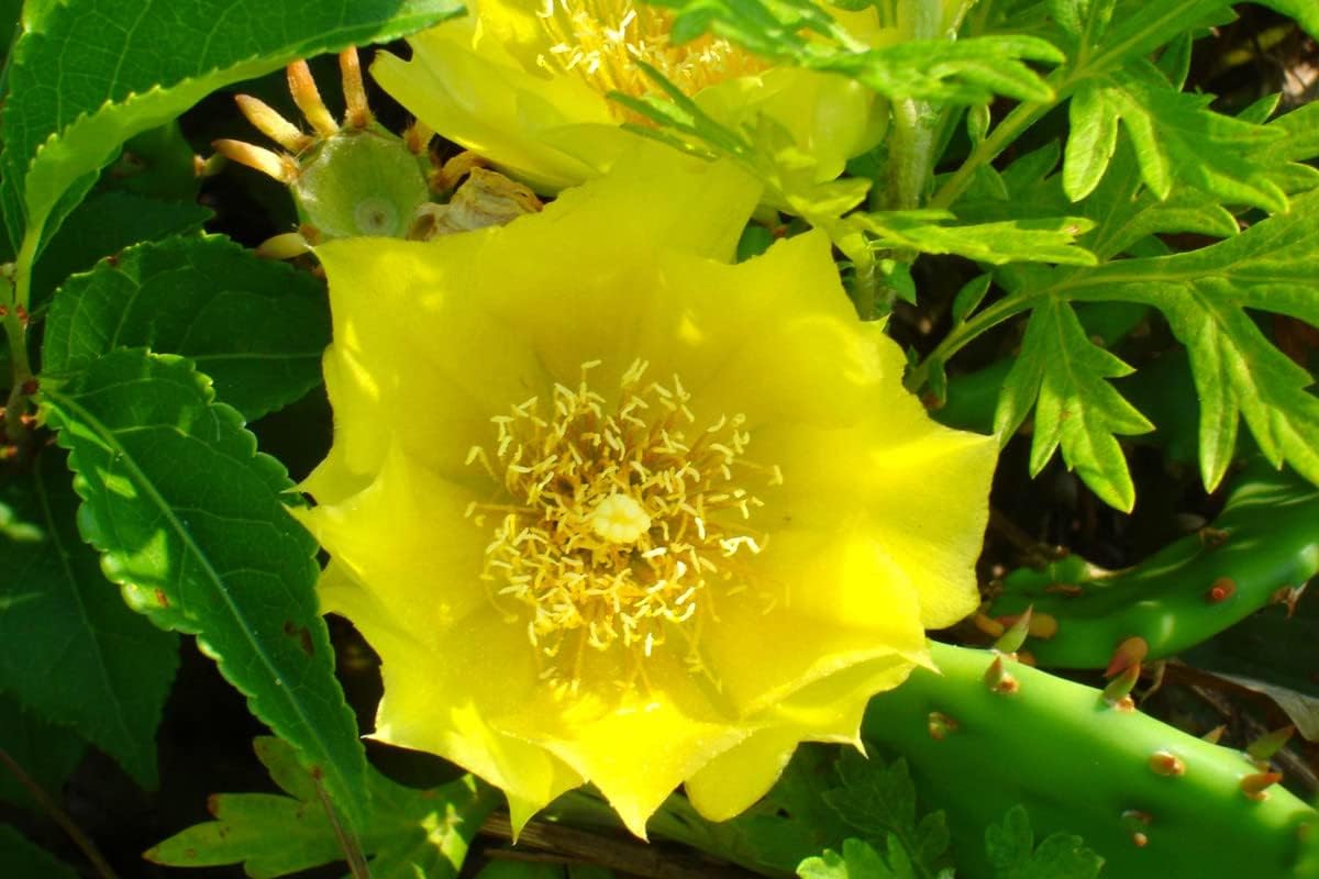 6 almohadillas, cactus de tuna oriental para cultivar, planta suculenta, adornos de jardín perenne fácil de cultivar