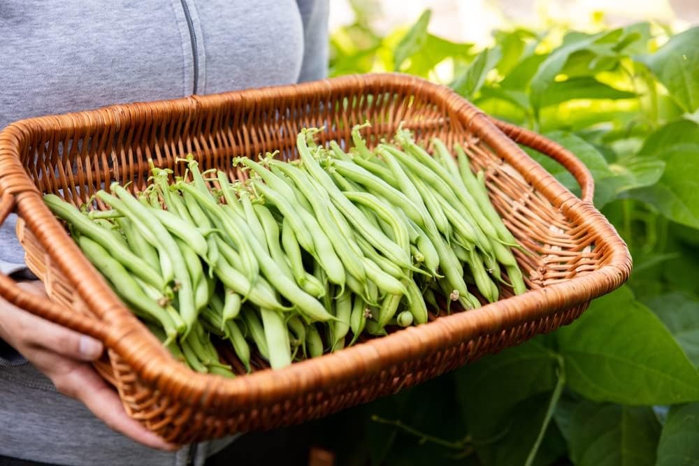 Semillas de frijol italiano Roma II para plantar, más de 30 semillas de reliquia por paquete, semillas de jardín de Isla (semillas de jardín de