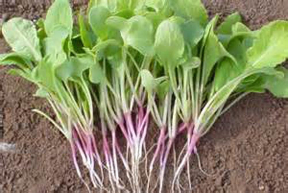 Rábano, Microverde, brotando, 6 onzas, sin OMG – Country Creek LLC Brand – Alta germinación de brotes – Semillas comestibles, jardinería,