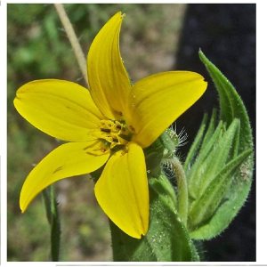 Flower Native Texas Yellow Star FBA-3455 (Amarillo) 200 semillas de reliquia no transgénicas Flower Native Texas Yellow Star FBA-3455 (Amarillo) 200 semillas de reliquia no transgénicas