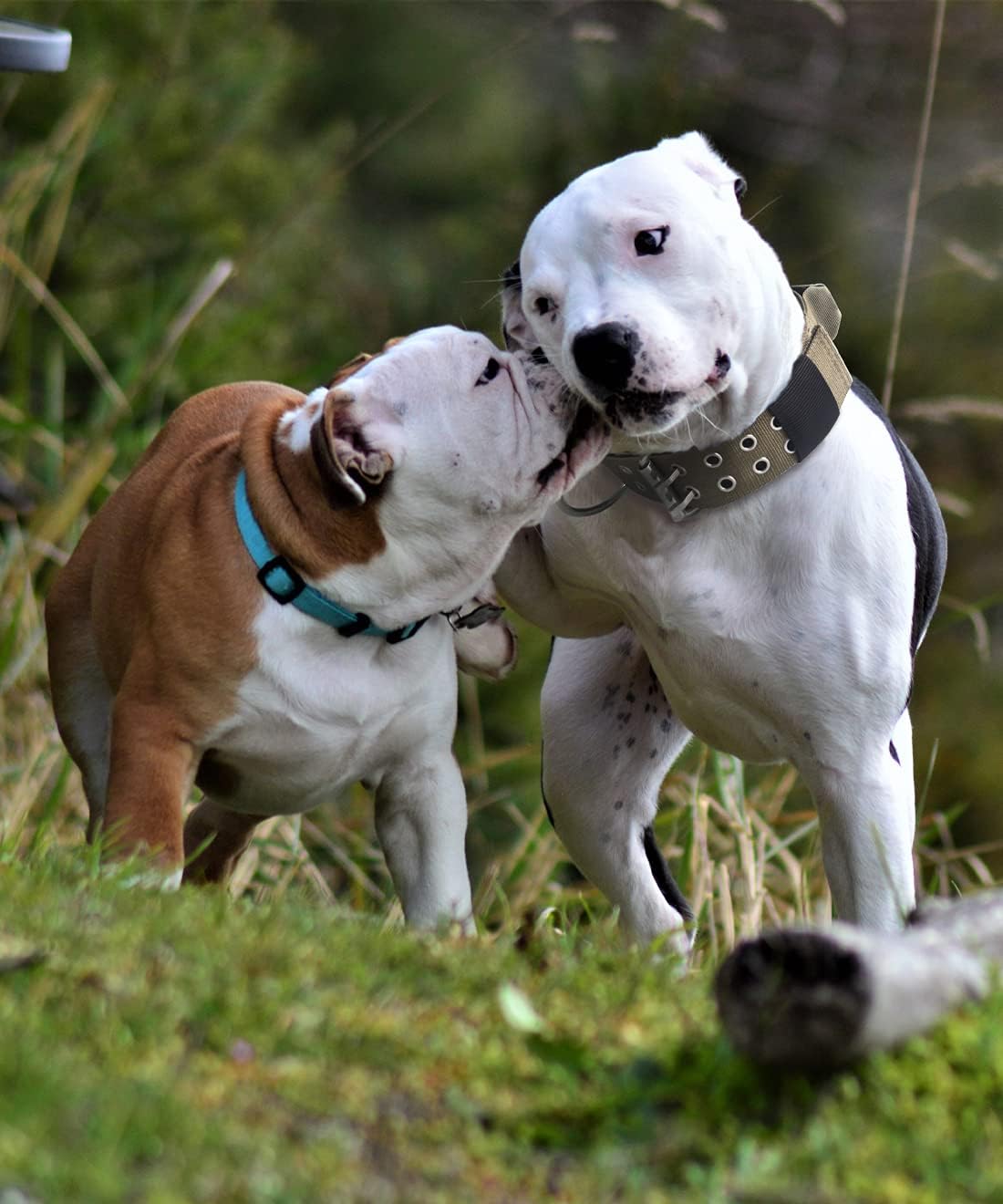 Collar de perro para perros grandes, collares tácticos de 2 pulgadas de ancho con asa para perros de raza extragrande, camuflaje militar,