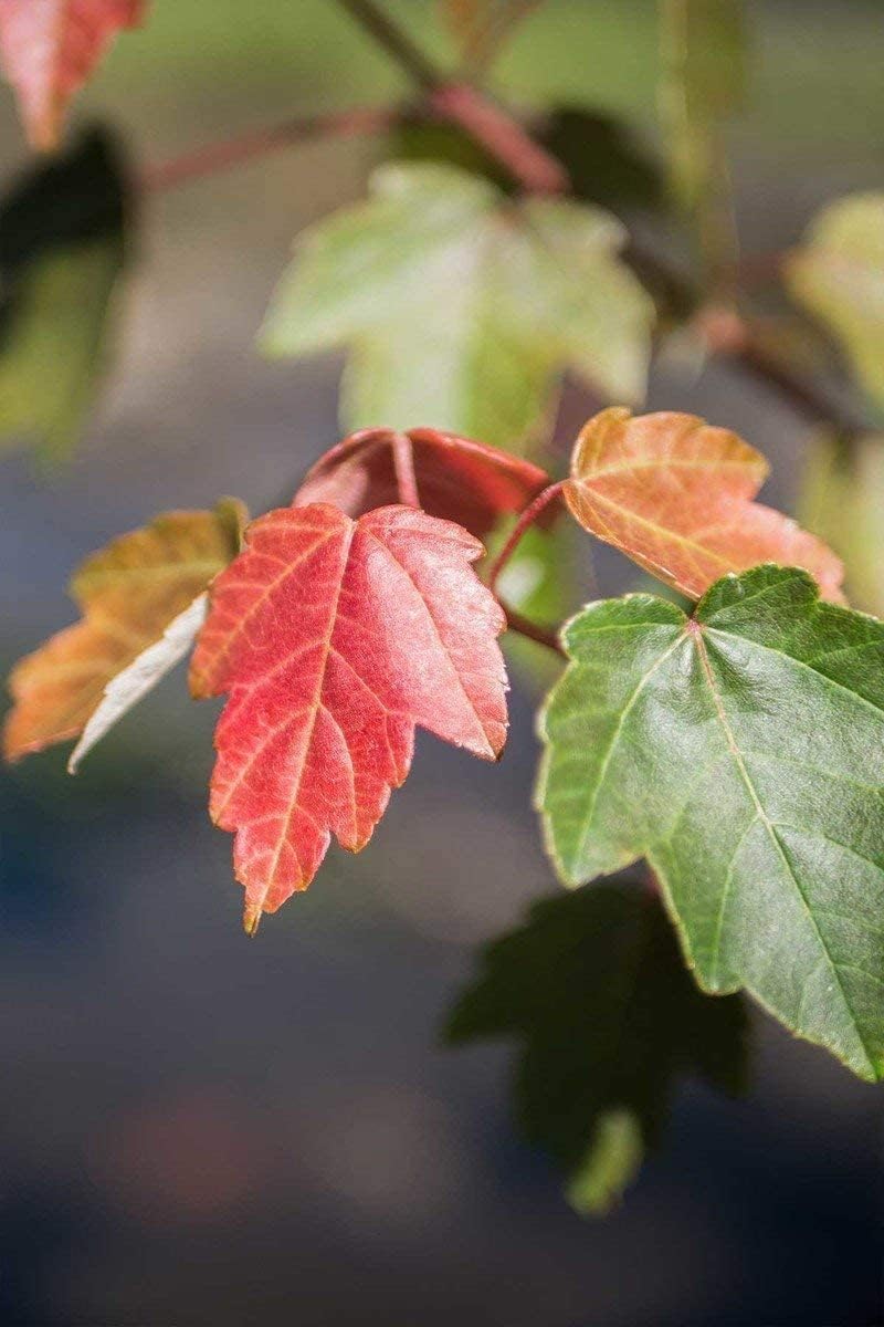 Árbol de arce rojo  3 árboles vivos  Acer rubrum  Árbol de sombra de crecimiento rápido de belleza nativa americana  Follaje de otoño hábitat