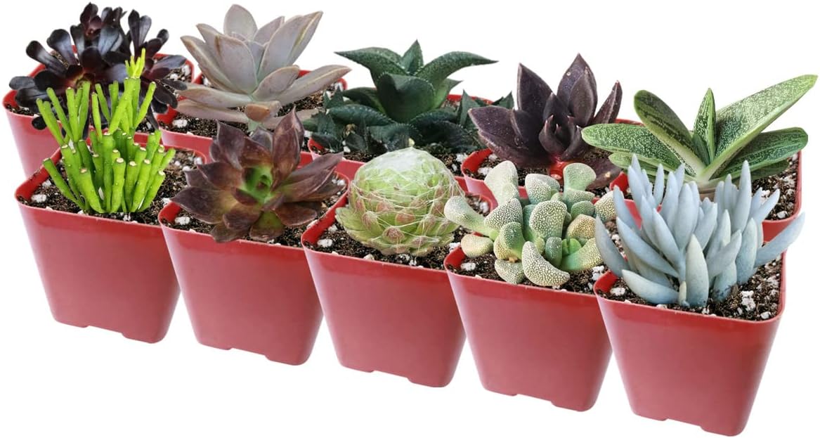 Paquete de suculentas espeluznantes de Halloween  Juego de 246810243648 plantas suculentas únicas (2 suculentas)