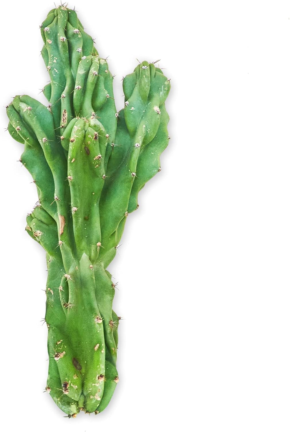 Monstrose Cactus – Monstrose Cereus Peruvianus (tamaño de 1 pie)