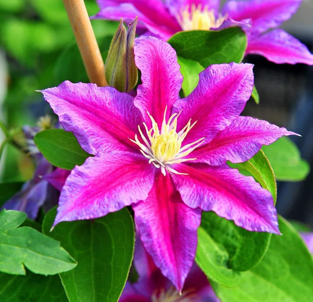 20 piezas de semillas mixtas de clemátide de flores de vid perennes