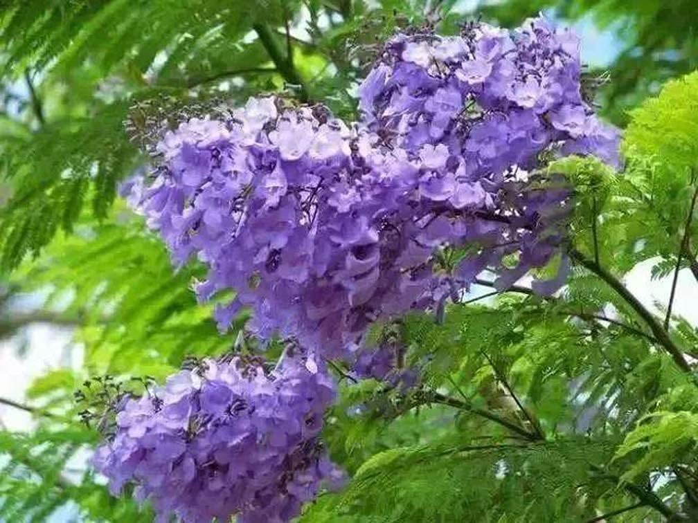 SAVOIR Semillas de árbol de Jacaranda 100PCS Semillas Jacaranda Mimosifolia Azul Púrpura Semillas de árbol de flores