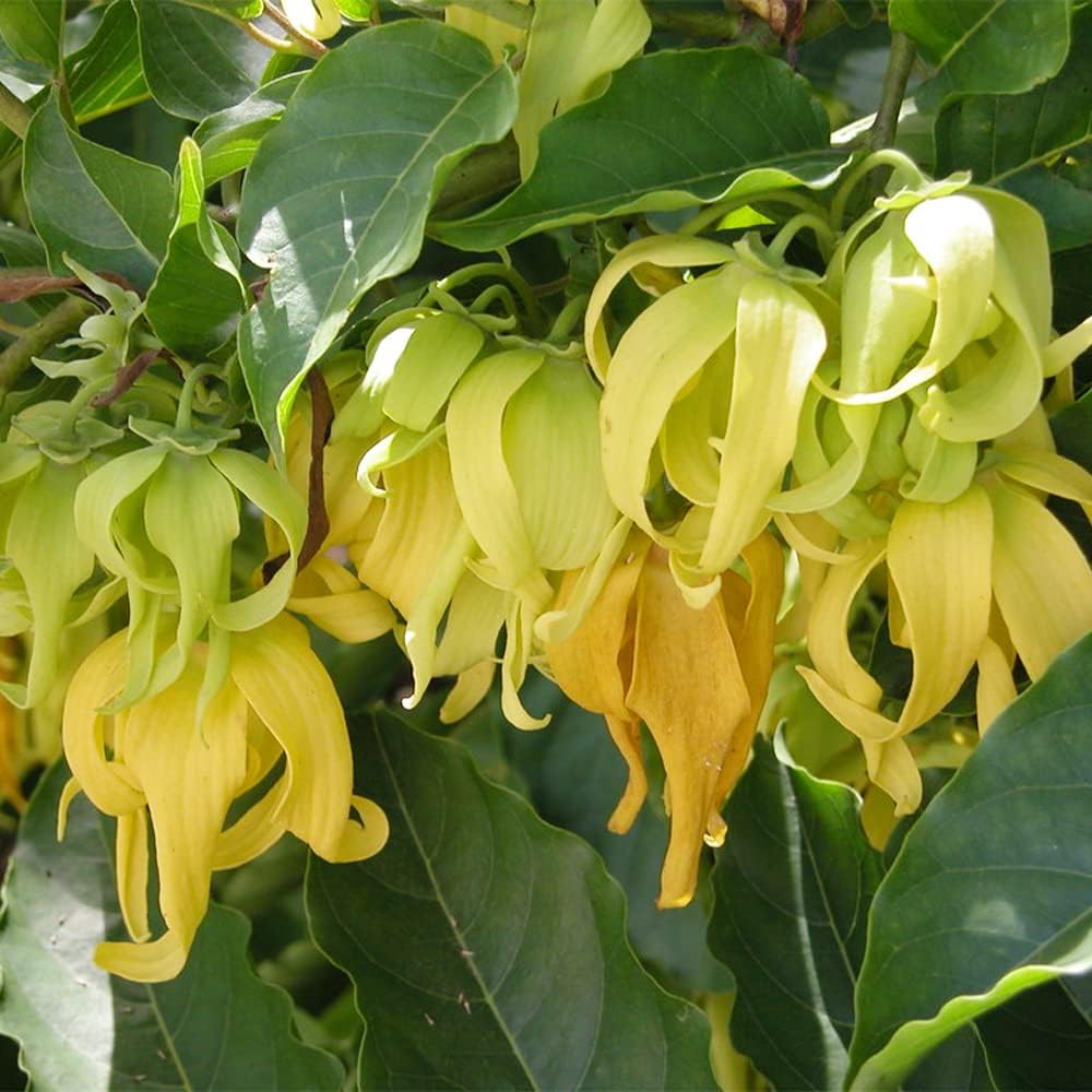 QAUZUY GARDEN 3 semillas de Ylang Ylang (Cananga odorata) Semillas de Perfume Árbol “Reina de los Perfumes” – Acento muy fragante y florece durante