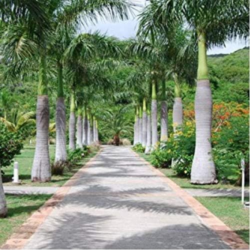 Royal Palm Tree Seeds, Roystonea Regia, también conocida como CubanFlorida Royal Palm, 20 semillas de árbol de alta calidad, palmera exótica,