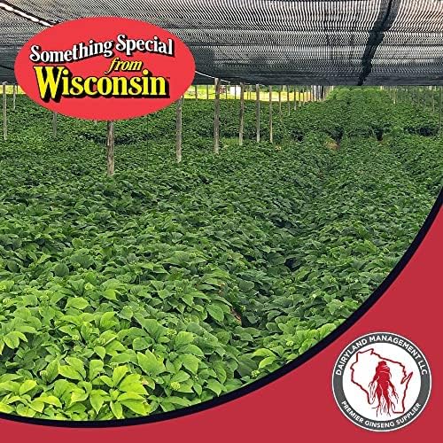 Dairyland – Raíces de ginseng americano fresco, 4 onzas de ginseng fresco de Wisconsin, directo del granjero al consumidor, ginseng de calidad