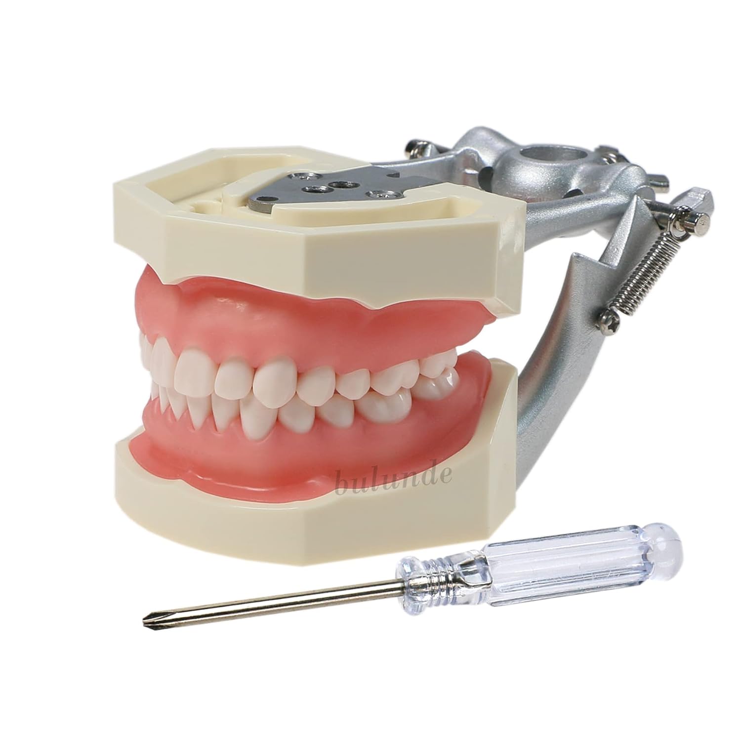 Modelo de práctica de enseñanza dental Modelo de demostración de estudio de enseñanza Dientes extraíbles 28 dientes Dientes dentales Typodont Modelo