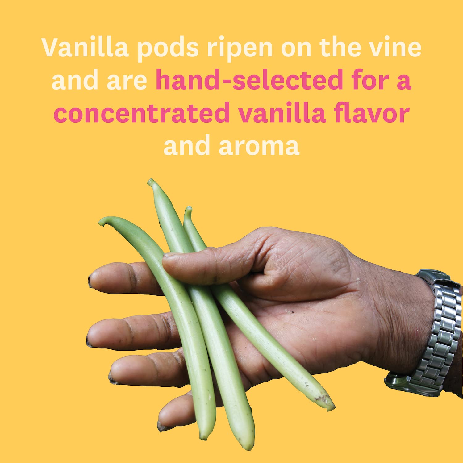 Vainilla gourmet con semillas  Heilala Vainilla, jarabe de extracto de vainilla dulce para hornear y postres, semillas de vainilla real, utilizando