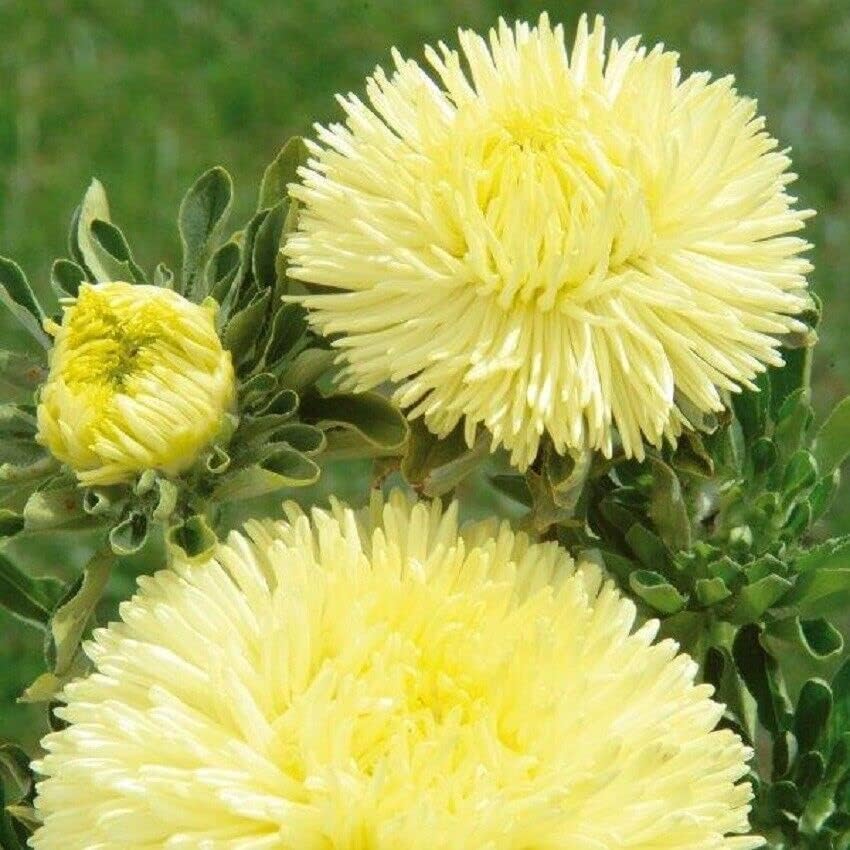 100 Seeds Aster Seeds Gala Yellow Cut Flower jocdw (Seeds)