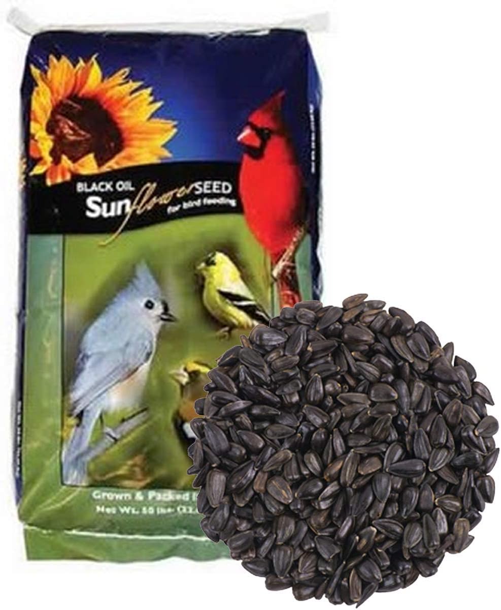 CountryMax Backyard Seeds Aceite de girasol negro para aves silvestres (50 libras)