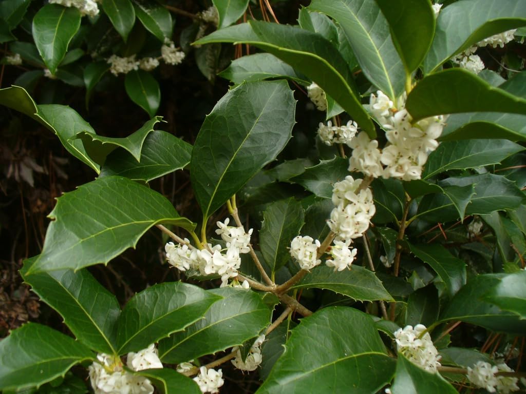 Tea Olive Fortunei  3 plantas vivas  Planta de Osmanthus fragante para jardín y paisaje, arbusto de hoja perenne de rápido crecimiento