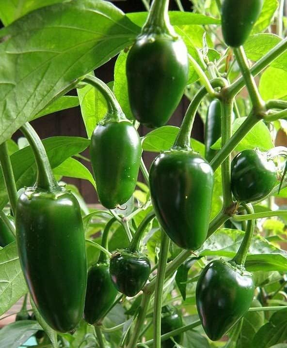 Semillas de pimiento Jalapeño M – Paquete de 100 unidades – para 2024 8,000 Scoville Medio Caliente Verde Oscuro Jalapeños Chile picante Chile