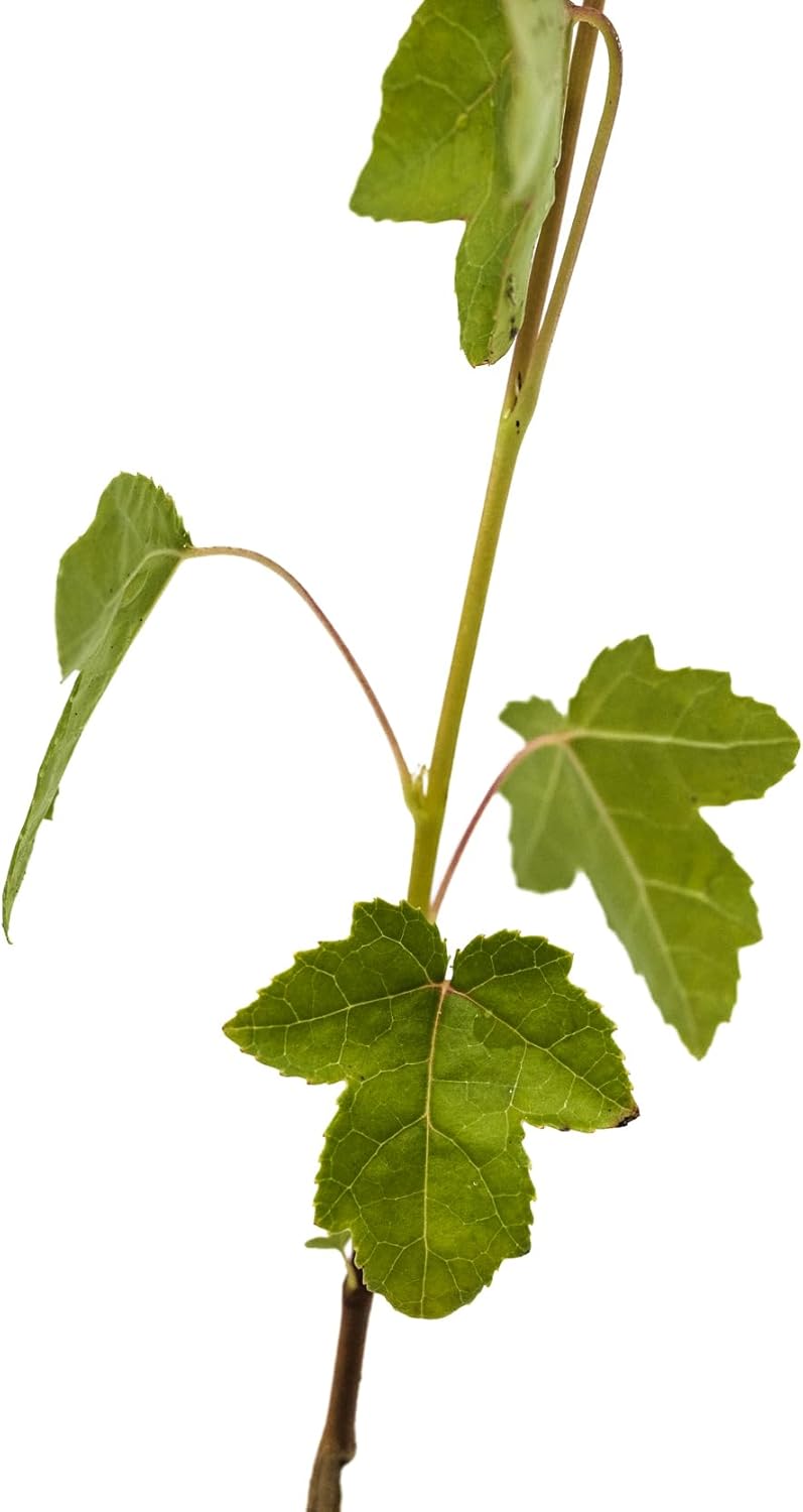 American Sweetgum  Plántula de árbol pequeño  The Jonsteen Company