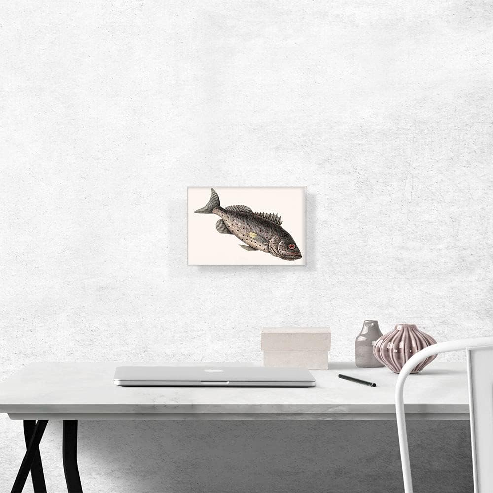 ARTCANVAS Rockfish Canvas Art Print Stretched Framed Painting Picture Poster Giclee Wall Decor by Mark Catesby – 12″ x 8″ (0.75″ Deep)