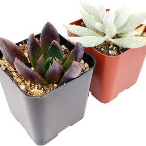 Paquete de suculentas espeluznantes de Halloween  Juego de 246810243648 plantas suculentas únicas (2 suculentas) Paquete de suculentas espeluznantes de Halloween  Juego de 246810243648 plantas suculentas únicas (2 suculentas)