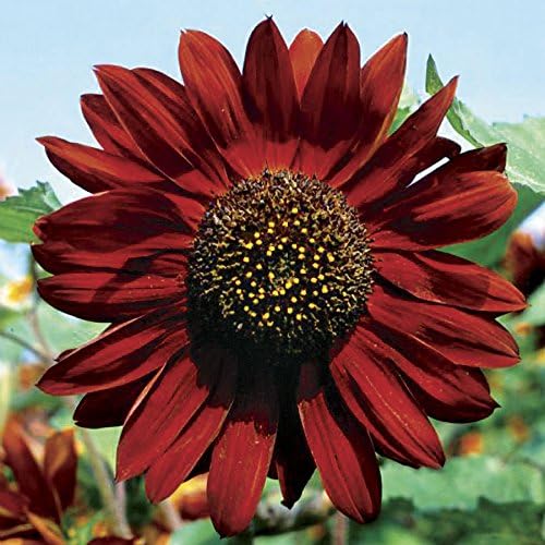 Velvet Queen Mix – Semillas de girasol para plantar, más de 50 semillas por paquete, semillas de jardín de Isla (semillas de jardín de Isla),