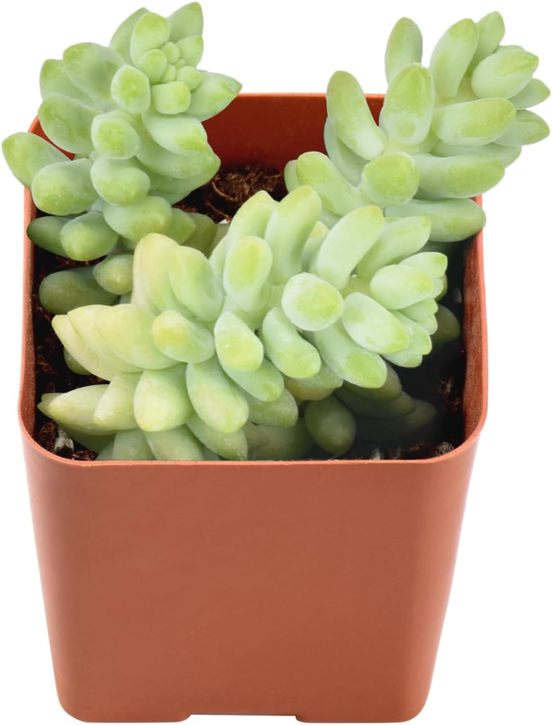 Colas de burro suculentas de 2 pulgadas, plantas suculentas vivas completamente enraizadas, mini planta de casa, fácil de cultivar, regalo único