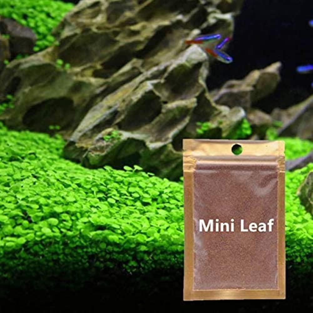 Paquete de 2 semillas de plantas de acuario vivas, plantas de hierba de agua, mini hojas, semillas de plantas de hierba de acuario, hierba de hoja