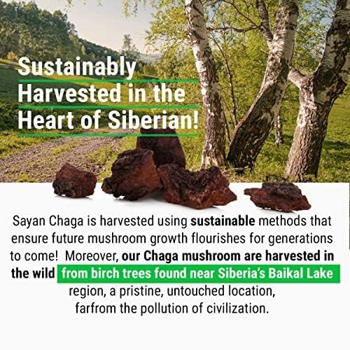 Sayan Polvo de chaga grueso siberiano crudo de 4 onzas (3.99 oz) de té de hongos cosechados salvajes, potente suplemento antioxidante adaptógeno