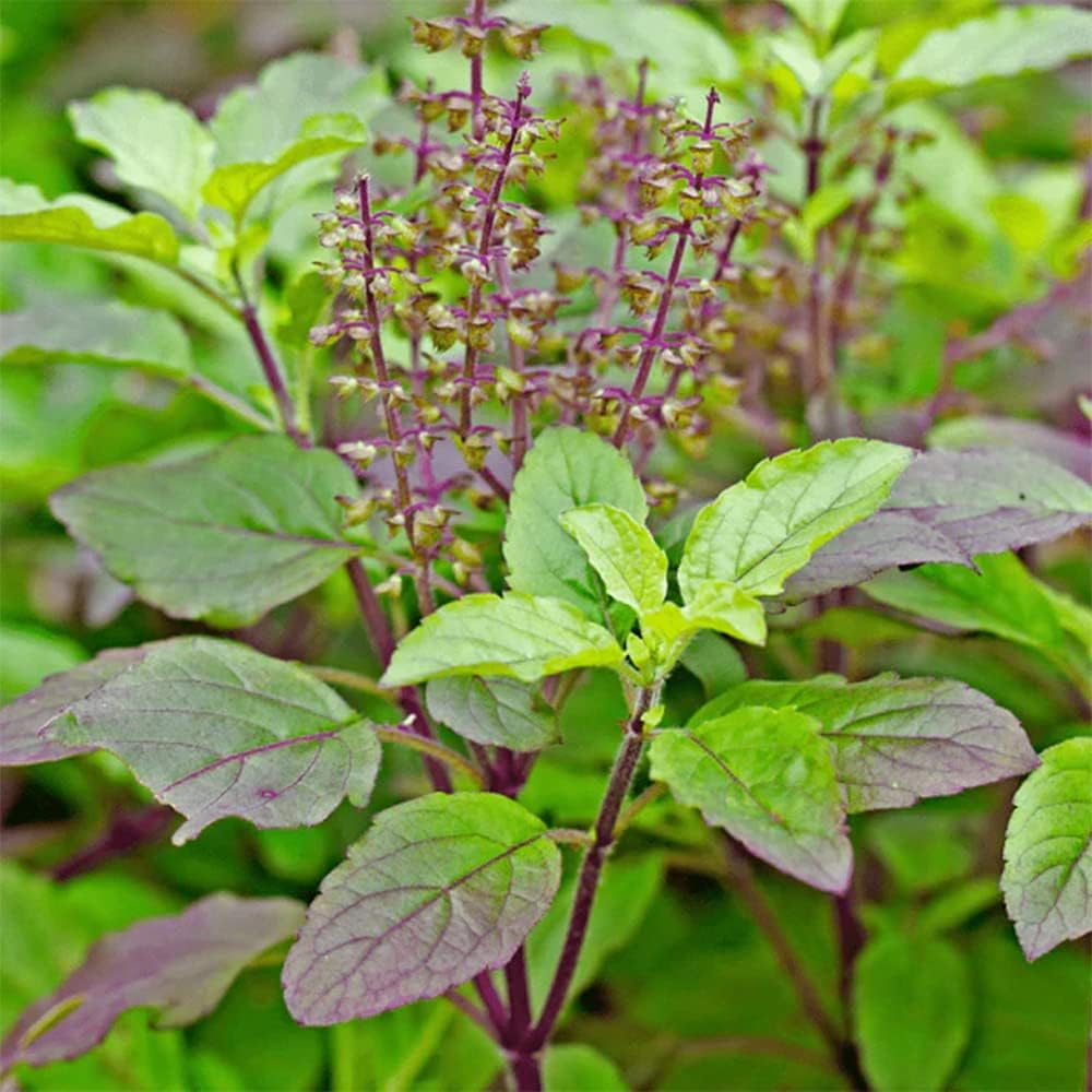 QAUZUY GARDEN 200 semillas de albahaca sagrada roja, Krishna Tulsi Tulasi, Ocimum Sanctum – Semillas de hierbas tradicionales sin OMG – Semillas