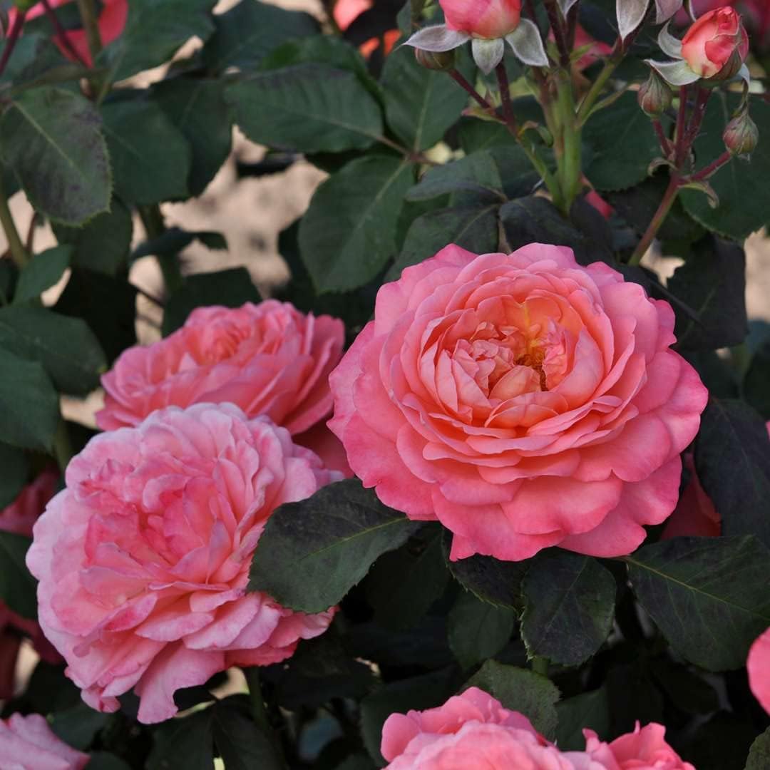 1 galón, Reminiscent Coral Rose (Rosa), Planta viva, Arbusto, Flores rosadas