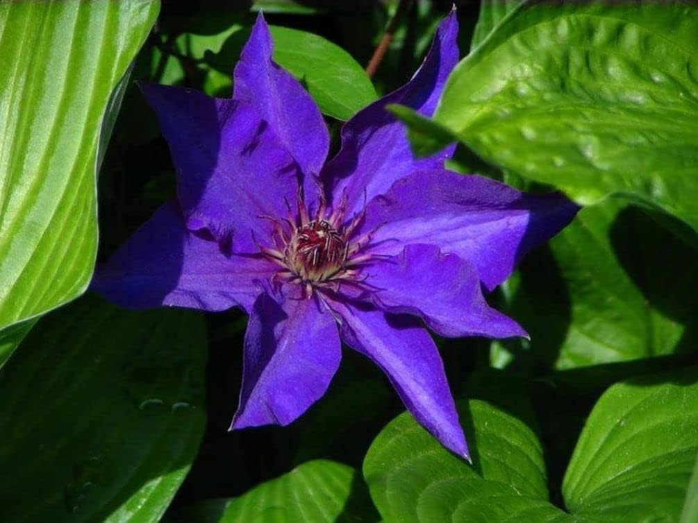 20 piezas de semillas mixtas de clemátide de flores de vid perennes