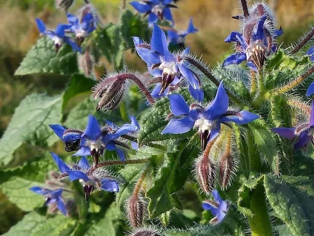 Semillas de flores de hierbas “Borage” para plantar, más de 125 semillas por paquete, semillas de jardín de Isla (semillas de jardín de Isla),