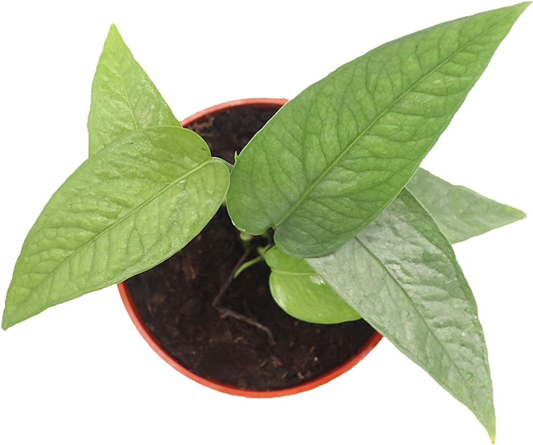 Cebu Blue Pothos – 3″ de California Tropicals