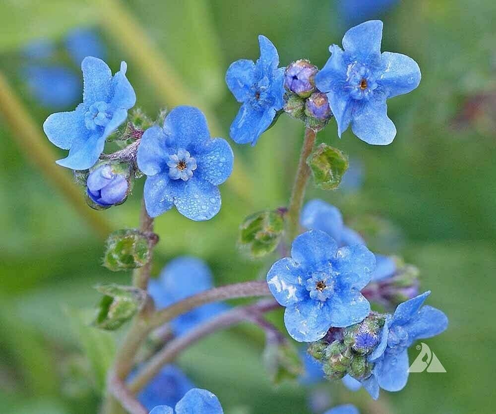 500 Blue Chinese Forget Me Not Hound’s Tongue Flower Seeds Cynoglossum amabile