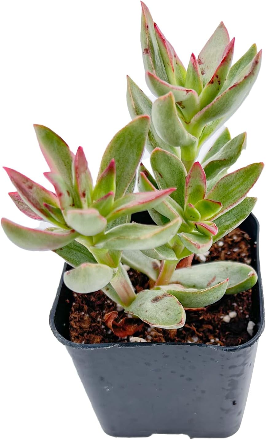 Crassula rubricaulis rara de 2 pulgadas, suculentas vivas de caña de caramelo, plantas suculentas vivas completamente enraizadas, mini planta de