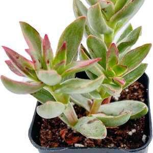 Crassula rubricaulis rara de 2 pulgadas, suculentas vivas de caña de caramelo, plantas suculentas vivas completamente enraizadas, mini planta de Crassula rubricaulis rara de 2 pulgadas, suculentas vivas de caña de caramelo, plantas suculentas vivas completamente enraizadas, mini planta de