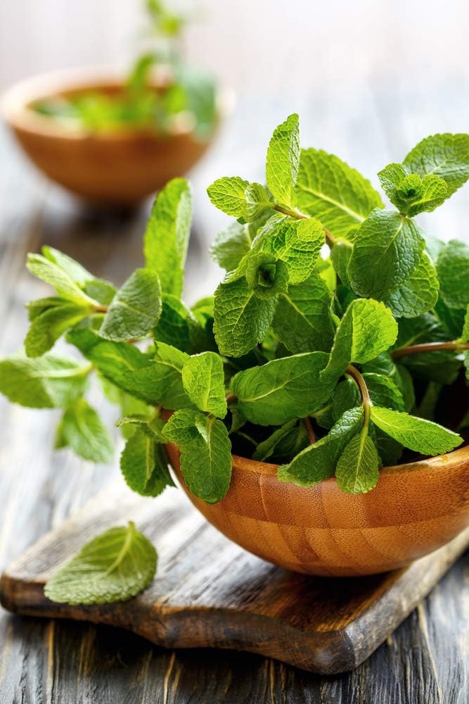 Semillas de menta para plantar, más de 1000 semillas de reliquia, semillas de jardín de Isla (semillas de jardín de Isla), semillas sin OMG, nombre