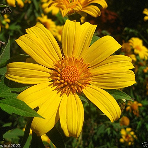Semillas de Girasol Mexicanas – Amarillo – 100 Semillas (Tithonia Speciosa Yellow Torch)