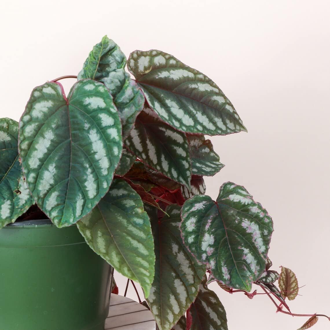 Thorsen’s Greenhouse Live Cissus Discolor, Rex Begonia Vine, planta viva para interiores, 6 pulgadas de diámetro