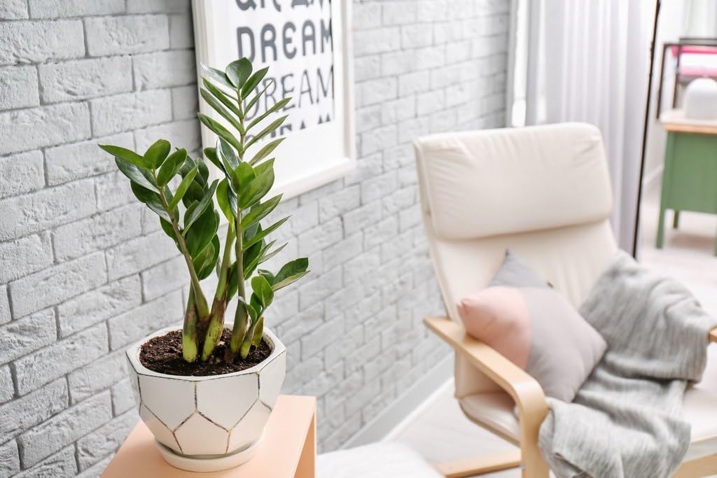 Mezcla para macetas Zamioculcas de primera calidad, eleva tu espacio con una elegancia llamativa y una belleza distintiva, 4 cuartos de galón