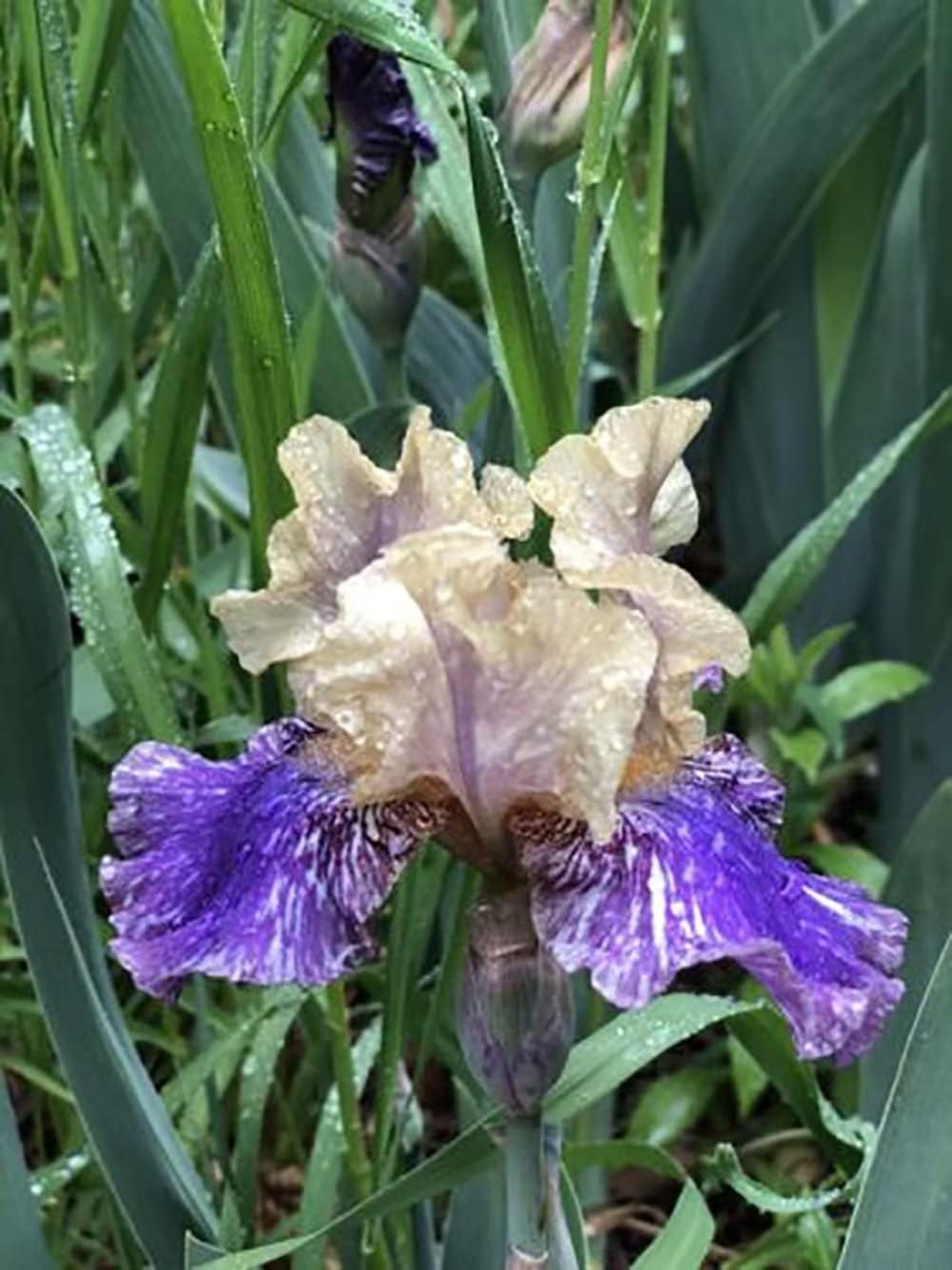 Bulbos de iris barbudos moteados amarillo púrpuraraícestubérculo rizoma cantidad planta fragante perenne Bonsái Home Garden (2 rizomas)